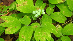 Caulophyllum thalictroides
