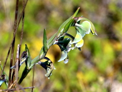 Gladiolus orchidiflorus