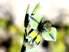 Gladiolus orchidiflorus