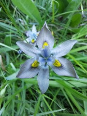 Moraea vegeta