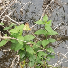 Vernonia greggii