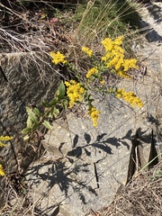 Solidago nemoralis