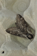 Sphinx poecila