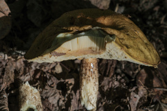 Leccinum scabrum