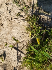 Crotalaria sagittalis