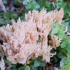 Ramaria