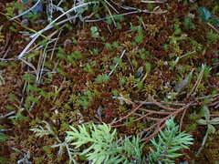 Polytrichum strictum