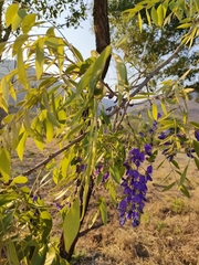 Bolusanthus speciosus