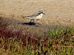 Charadrius pecuarius