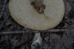 Leccinum scabrum