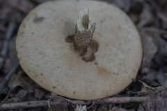 Leccinum scabrum