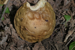 Leccinum scabrum