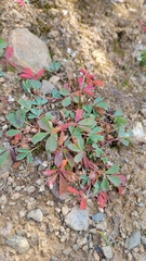Sibbaldia procumbens
