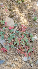 Sibbaldia procumbens