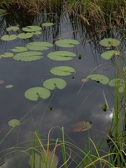 Nymphaea candida
