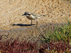 Charadrius pecuarius