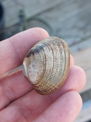 Ruditapes decussatus