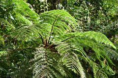 Cyathea