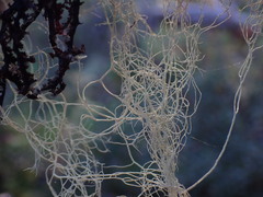 Alectoria sarmentosa