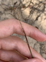 Aristida basiramea