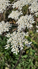 Heracleum sphondylium