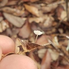 Collybiopsis quercophila