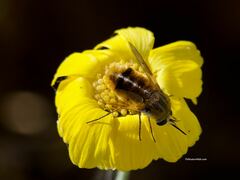 Bombyliidae