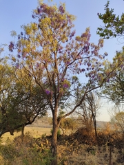 Bolusanthus speciosus