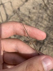 Aristida basiramea