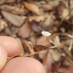 Collybiopsis quercophila