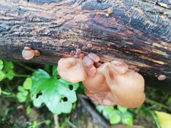 Auricularia auricula-judae
