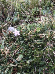 Rhodothamnus chamaecistus