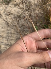 Aristida basiramea