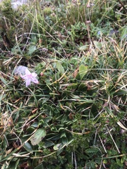 Rhodothamnus chamaecistus