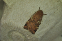 Cryptocala acadiensis