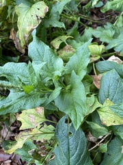 Blitum bonus-henricus