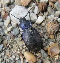 Carabus problematicus