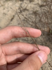 Aristida basiramea