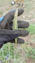 Bothriochloa barbinodis