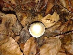 Pseudosperma sororium