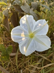 Ipomoea alba