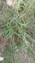 Bothriochloa barbinodis