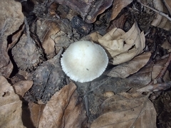 Pseudosperma sororium