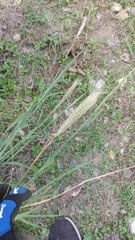 Bothriochloa barbinodis