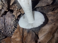 Pseudosperma sororium