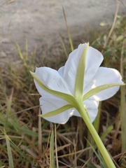 Ipomoea alba