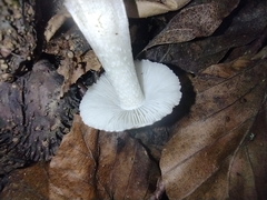 Pseudosperma sororium