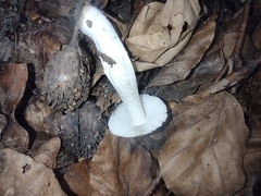 Pseudosperma sororium