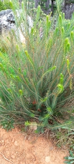 Melaleuca quadrifida