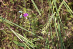 Desmodiastrum belgaumense